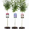 Struiken|Ecocheques|ohgreen Hibiscus syriacus of tuinhibiscus mix stam p21 h115