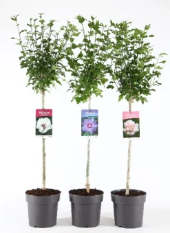 Struiken|Ecocheques|ohgreen Hibiscus syriacus of tuinhibiscus mix stam p21 h115