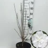 Bomen|Ecocheques|ohgreen Hibiscus syriacus of tuinhibiscus p27 h62