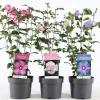 Struiken|Ecocheques|ohgreen Hibiscus syriacus of tuinhibiscus