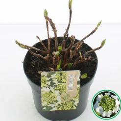 Struiken|Ecocheques|ohgreen Hortensia blue diamond p17