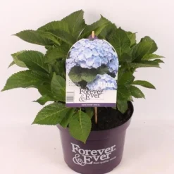 Struiken|Ecocheques|ohgreen Hortensia forever & ever blauw p23