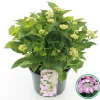 Struiken|Ecocheques|ohgreen Hortensia macrophylla p23