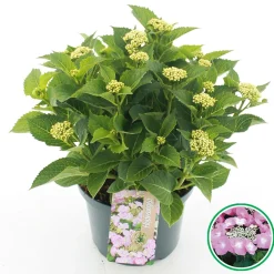 Struiken|Ecocheques|ohgreen Hortensia macrophylla p23