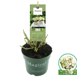 Struiken|Ecocheques|ohgreen Hortensia magical p17