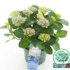 Struiken|Ecocheques|ohgreen Hortensia magical revolution blauw p23