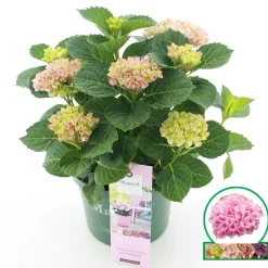 Struiken|Ecocheques|ohgreen Hortensia magical revolution roze p23