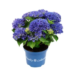 Struiken|Ecocheques|ohgreen Hortensia royal collection p20