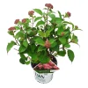 Struiken|Ecocheques|ohgreen Hortensia "ruby annabelle"