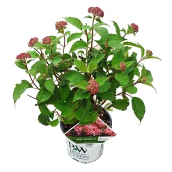 Struiken|Ecocheques|ohgreen Hortensia "ruby annabelle"