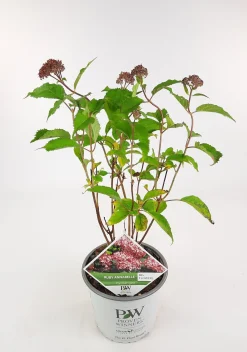 Struiken|Ecocheques|ohgreen Hortensia "ruby annabelle"