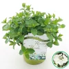 Struiken|Ecocheques|ohgreen Hortensia runaway bride ( Slingerhortensia )