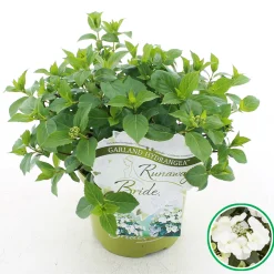Struiken|Ecocheques|ohgreen Hortensia runaway bride ( Slingerhortensia )