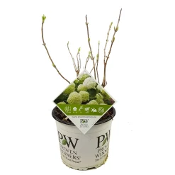Struiken|Ecocheques|ohgreen Hortensia strong annabelle p19 h45 sterke takken, die rechtop blijven
