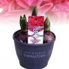Voorjaar|Ecocheques|ohgreen Hyacinthus orientalis red