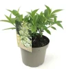 Struiken|Ecocheques|ohgreen Hydrangea confetti