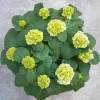 Struiken|Ecocheques|ohgreen Hydrangea macrohylla ( Hortensia )