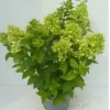Struiken|Ecocheques|ohgreen Hydrangea paniculata