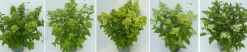 Struiken|Ecocheques|ohgreen Hydrangea paniculata