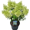 Struiken|Ecocheques|ohgreen Hydrangea paniculata 'Bobo'