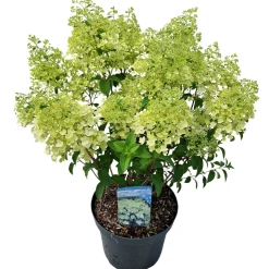 Struiken|Ecocheques|ohgreen Hydrangea paniculata 'Bobo'