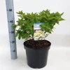 Struiken|Ecocheques|ohgreen Hydrangea paniculata 'Bombshell'
