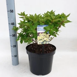 Struiken|Ecocheques|ohgreen Hydrangea paniculata 'Bombshell'