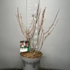 Struiken|Ecocheques|ohgreen Hydrangea paniculata 'Candlelight'