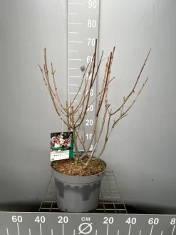 Struiken|Ecocheques|ohgreen Hydrangea paniculata 'Candlelight'