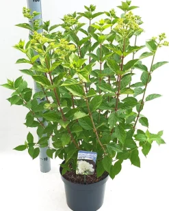 Struiken|Ecocheques|ohgreen Hydrangea paniculata 'Limelight'