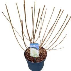 Struiken|Ecocheques|ohgreen Hydrangea paniculata 'Limelight'