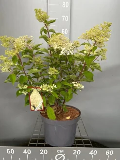 Struiken|Ecocheques|ohgreen Hydrangea paniculata 'Phantom'