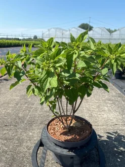 Struiken|Ecocheques|ohgreen Hydrangea paniculata 'Phantom'