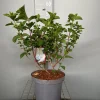 Struiken|Ecocheques|ohgreen Hydrangea paniculata 'Silver Dollar'