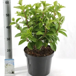 Struiken|Ecocheques|ohgreen Hydrangea paniculata 'Silver Dollar'