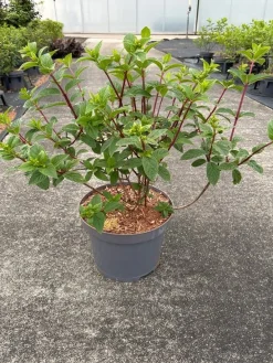 Struiken|Ecocheques|ohgreen Hydrangea paniculata 'Sundae Fraise'