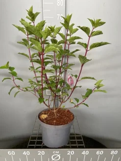 Struiken|Ecocheques|ohgreen Hydrangea paniculata 'Vanille Fraise'