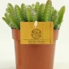 Groene Planten|Ecocheques|ohgreen Hylocereus undatus