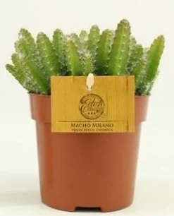 Groene Planten|Ecocheques|ohgreen Hylocereus undatus