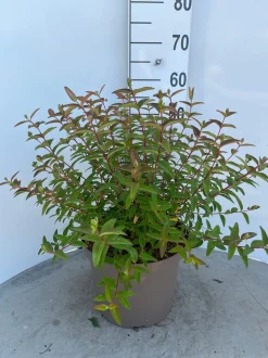 Struiken|Ecocheques|ohgreen Hypericum Hidcote ( Herfsthooi )