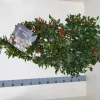 Struiken|Ecocheques|ohgreen Ilex meserveae 'Blue Maid' (hulst)