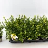 Struiken|Ecocheques|ohgreen Ilex of hulst 'dark green' struik 10-12 cm in een p9 pot