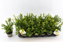 Struiken|Ecocheques|ohgreen Ilex of hulst 'dark green' struik 10-12 cm in een p9 pot