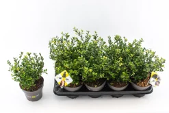 Struiken|Ecocheques|ohgreen Ilex of hulst 'dark green' struik 10-20 cm potmaat 14