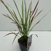 Vaste Planten|Ecocheques|ohgreen Imperata cylindrica Red Baron ( Japans bloedgras )