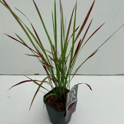 Vaste Planten|Ecocheques|ohgreen Imperata cylindrica Red Baron ( Japans bloedgras )