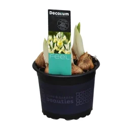 Voorjaar|Ecocheques|ohgreen Iris reticulata Katherine's Gold