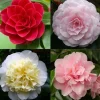 Struiken|Ecocheques|ohgreen Japanse camelia p19