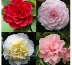 Struiken|Ecocheques|ohgreen Japanse camelia p19