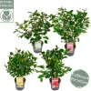 Struiken|Ecocheques|ohgreen Japanse camelia p19 h50